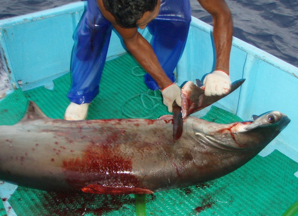 What Is a Fin Chop and Is It Safe for Sharks? Answered