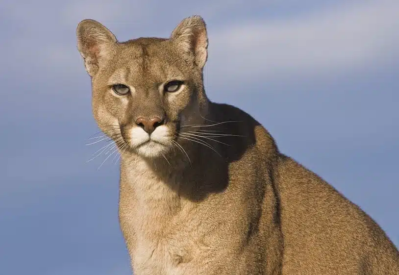 What Is Cougar Point? Easy Guide to Know Its Meaning Now