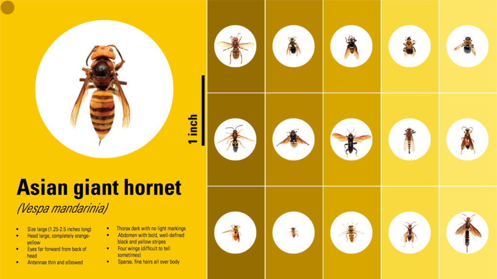 Identifying Hornets: Common types of hornets in North Carolina