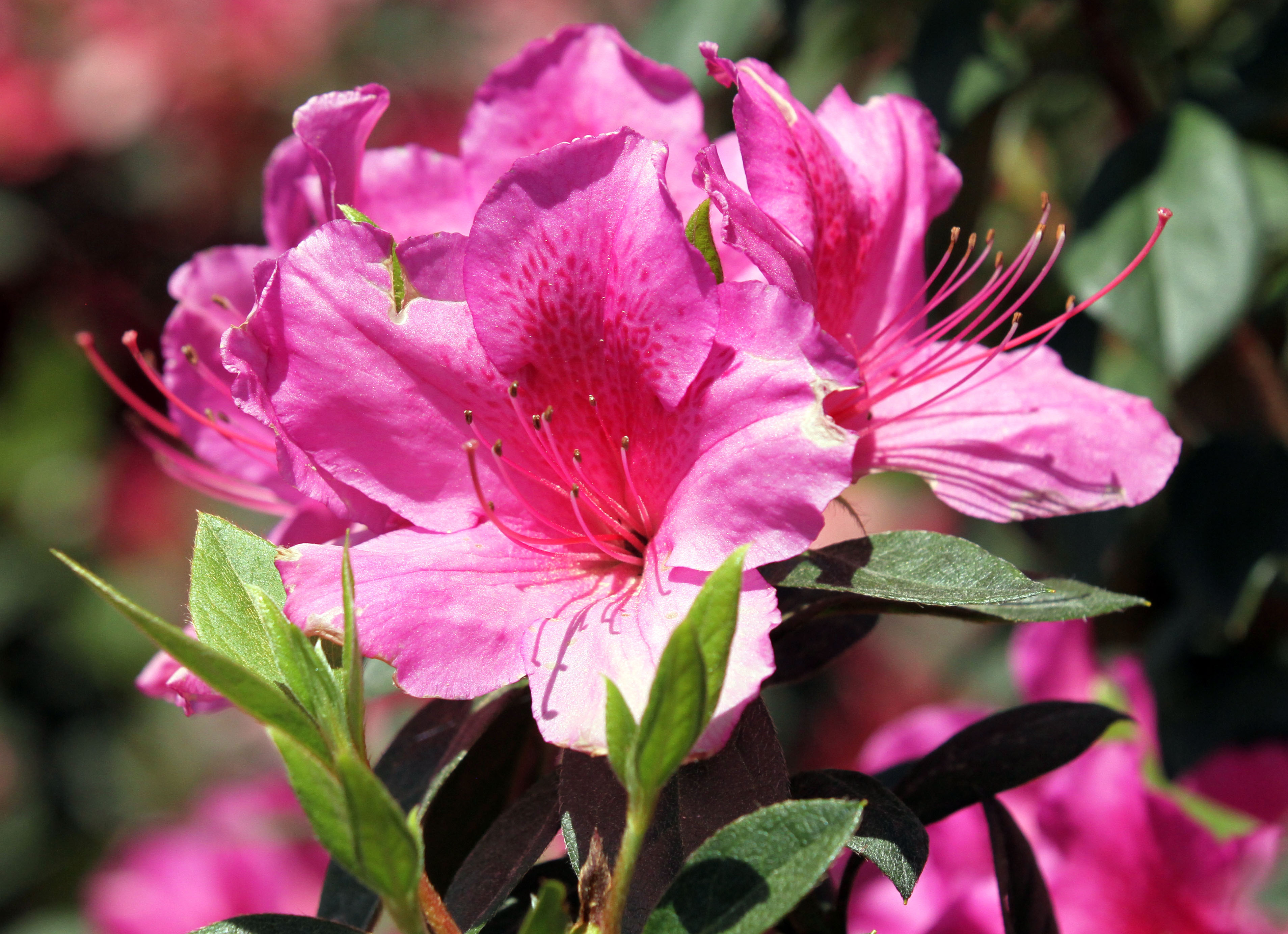 Big fan of flowers of Augusta National? This easy guide shows off the Masters garden magic!