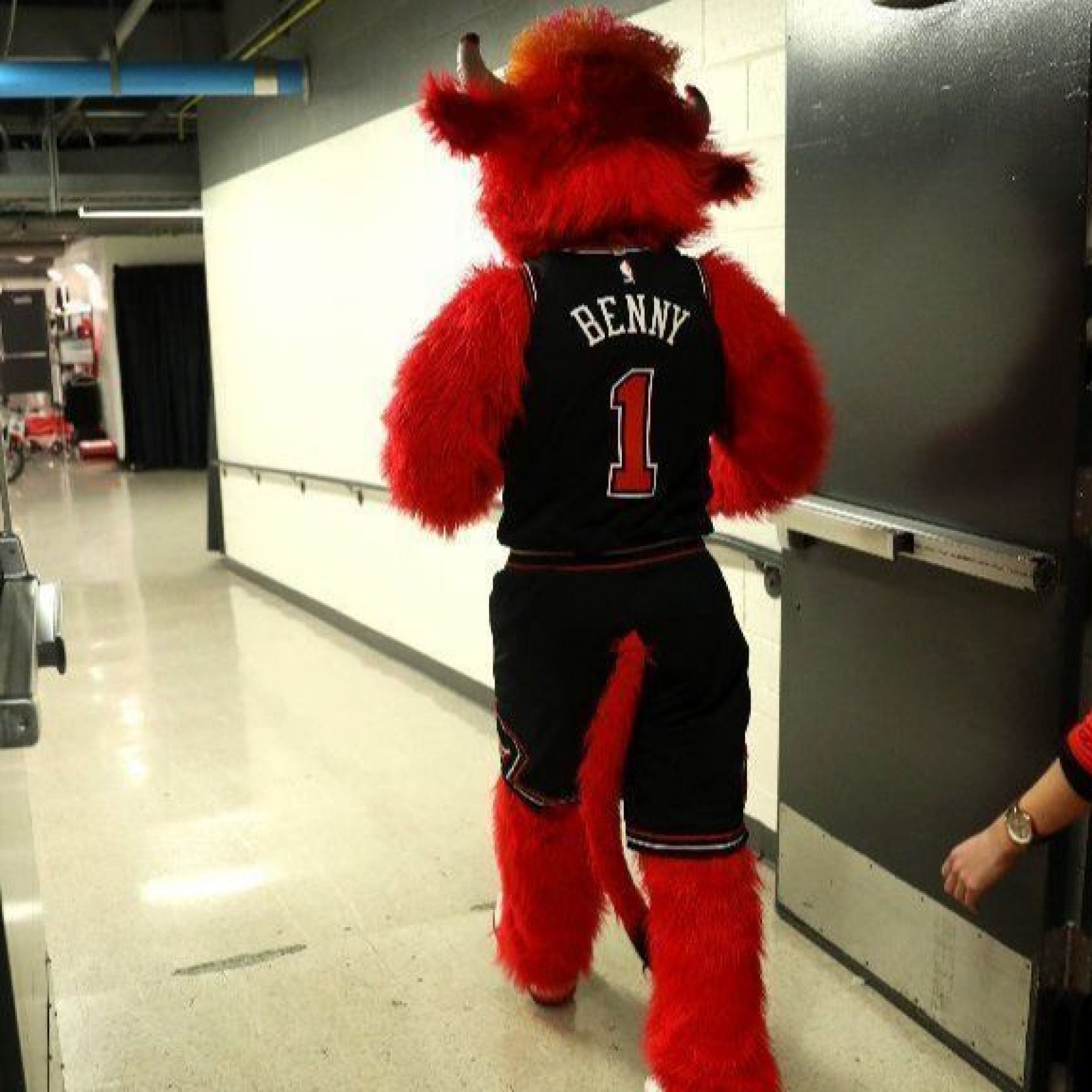 Benny the bull arrested: what are the charges? Get the latest updates on this crazy event.