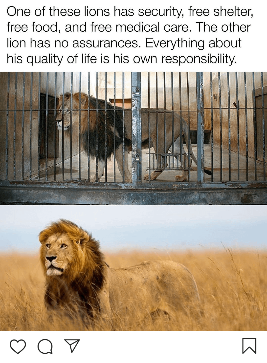 Curious about the lion age span when they live out in the wild? Learn how it significantly differs from those in captivity.