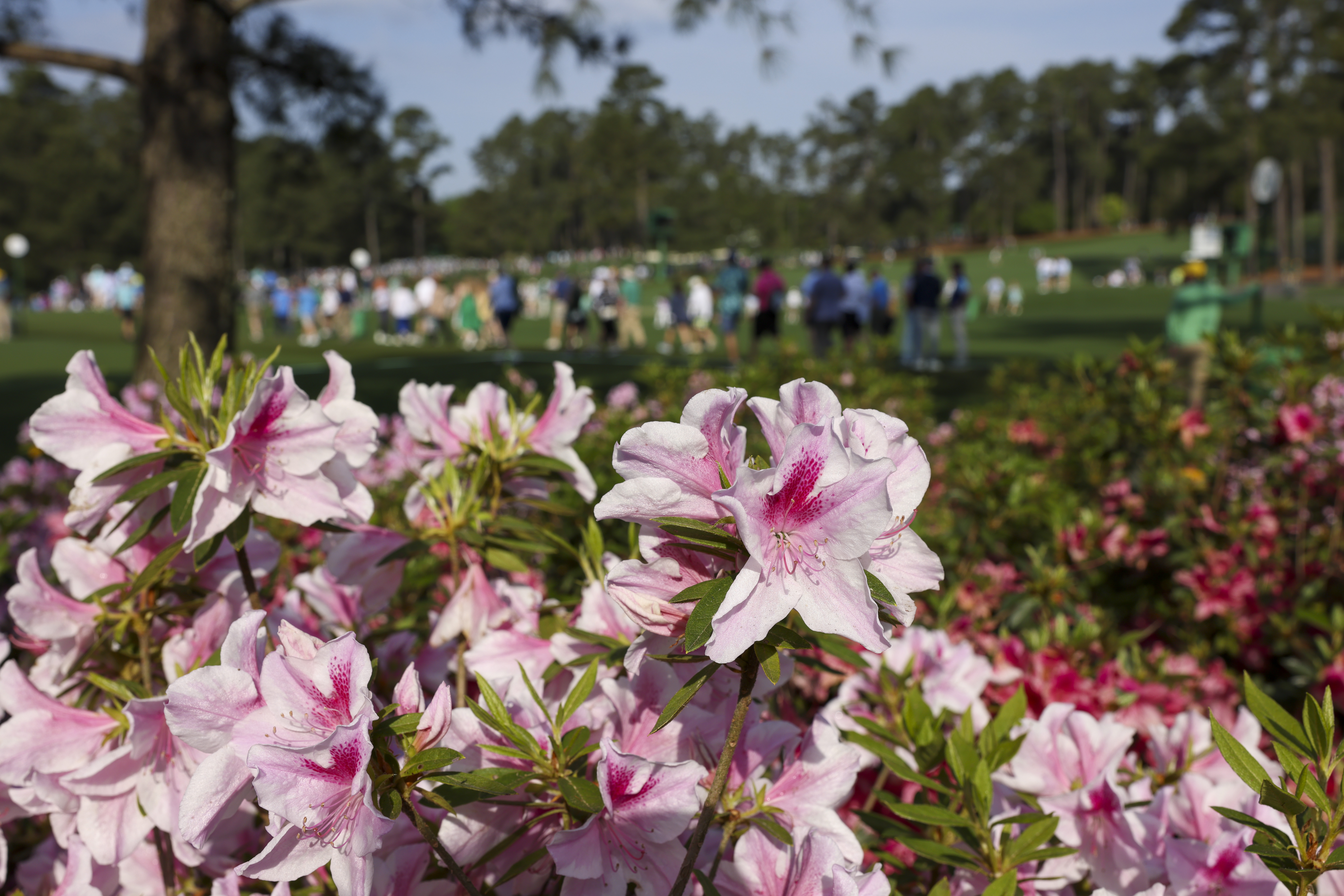 Big fan of flowers of Augusta National? This easy guide shows off the Masters garden magic!