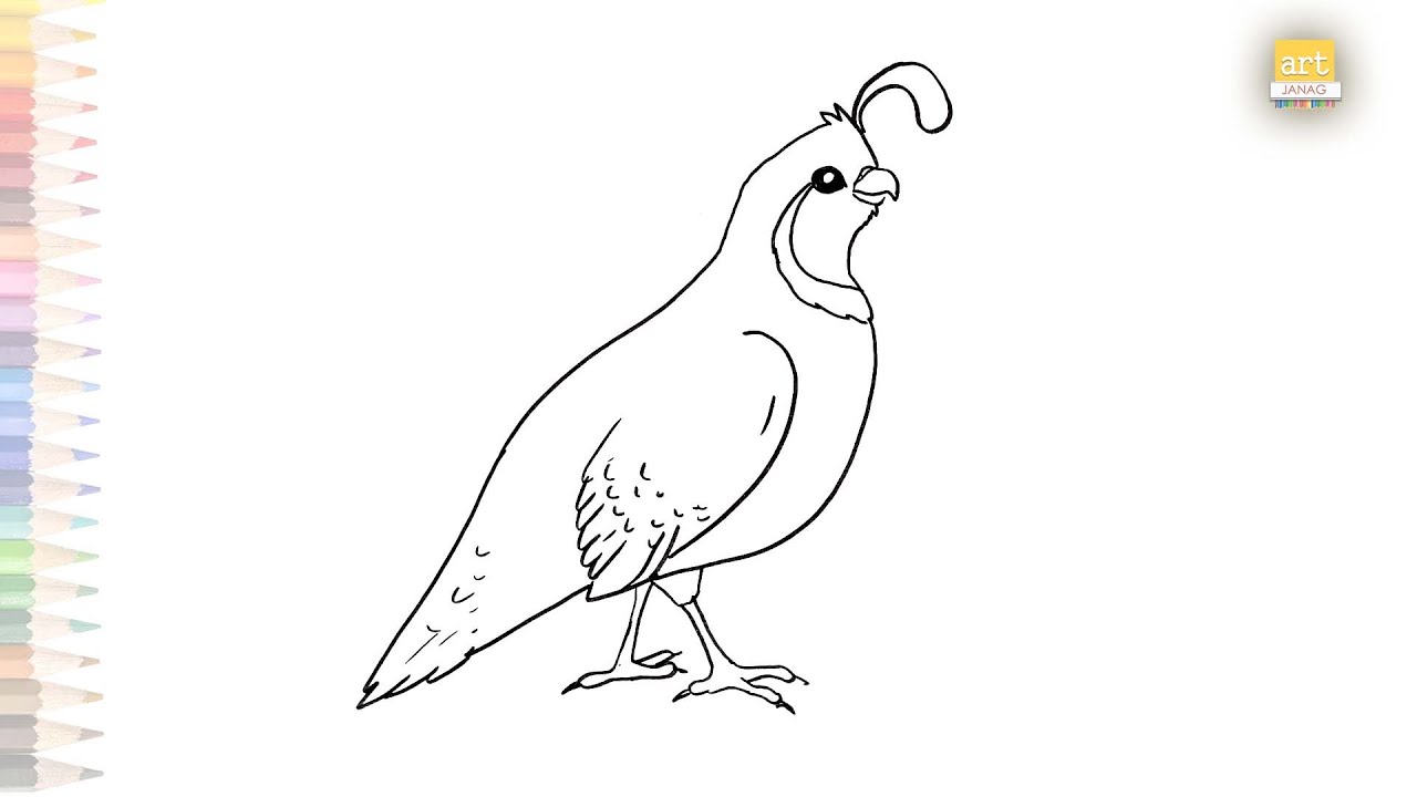 Learn Quail Drawing Under 10 Minutes Best Easy Techniques Revealed