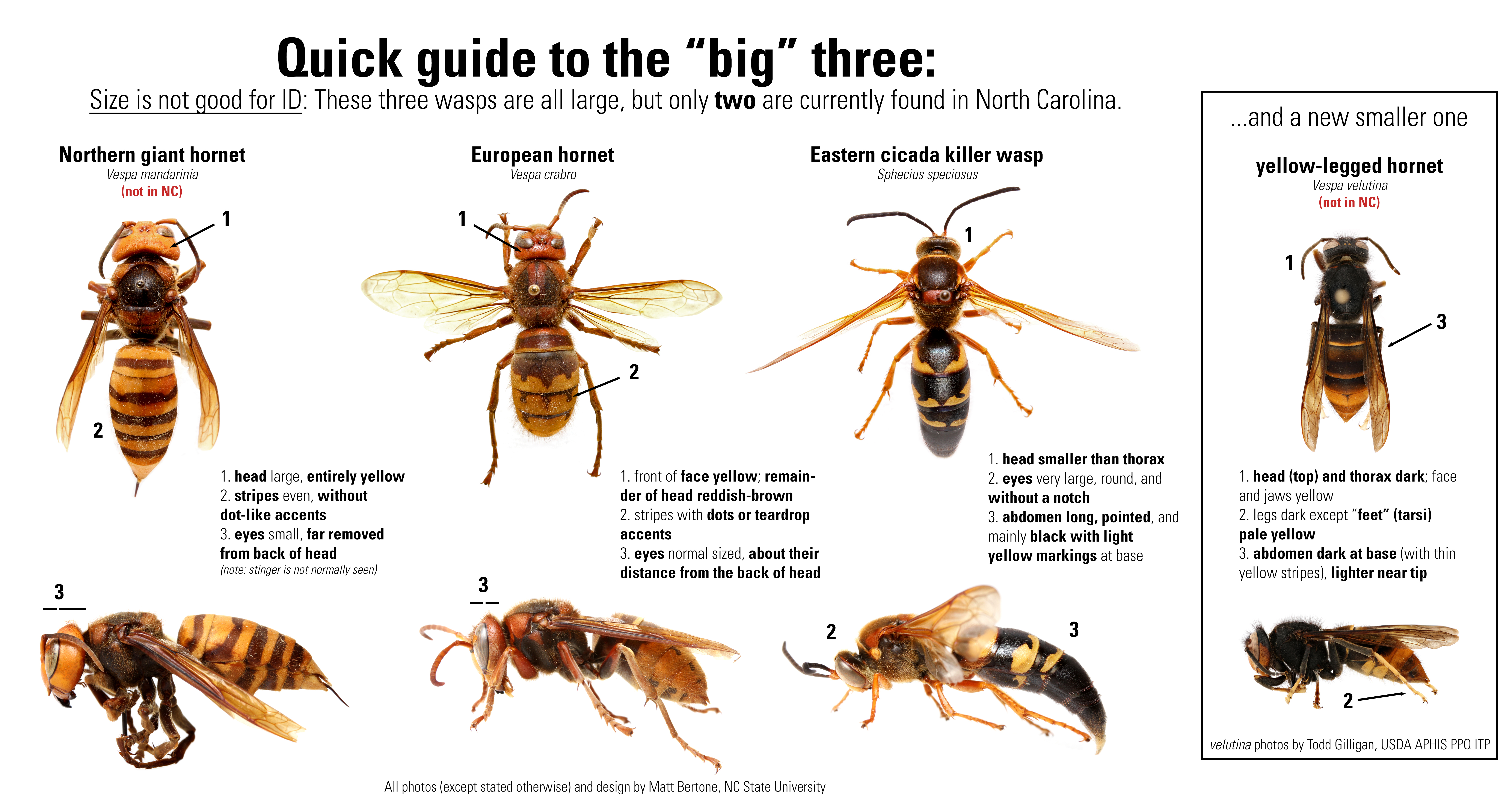 Identifying Hornets: Common types of hornets in North Carolina