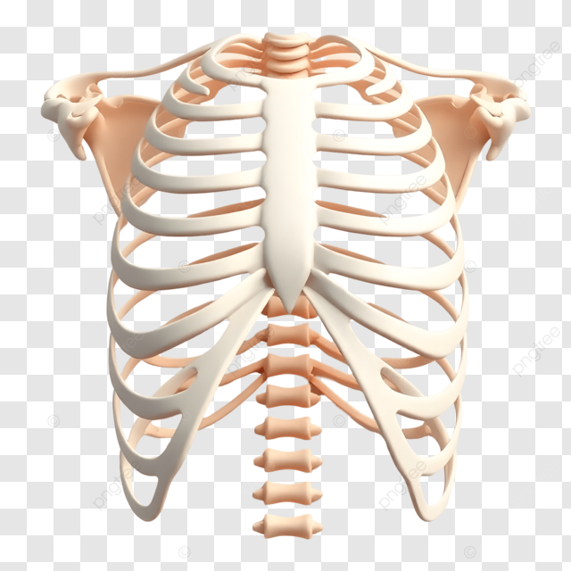 Ribcage transparent: Where can you see good examples? Explore these top online sites for free.