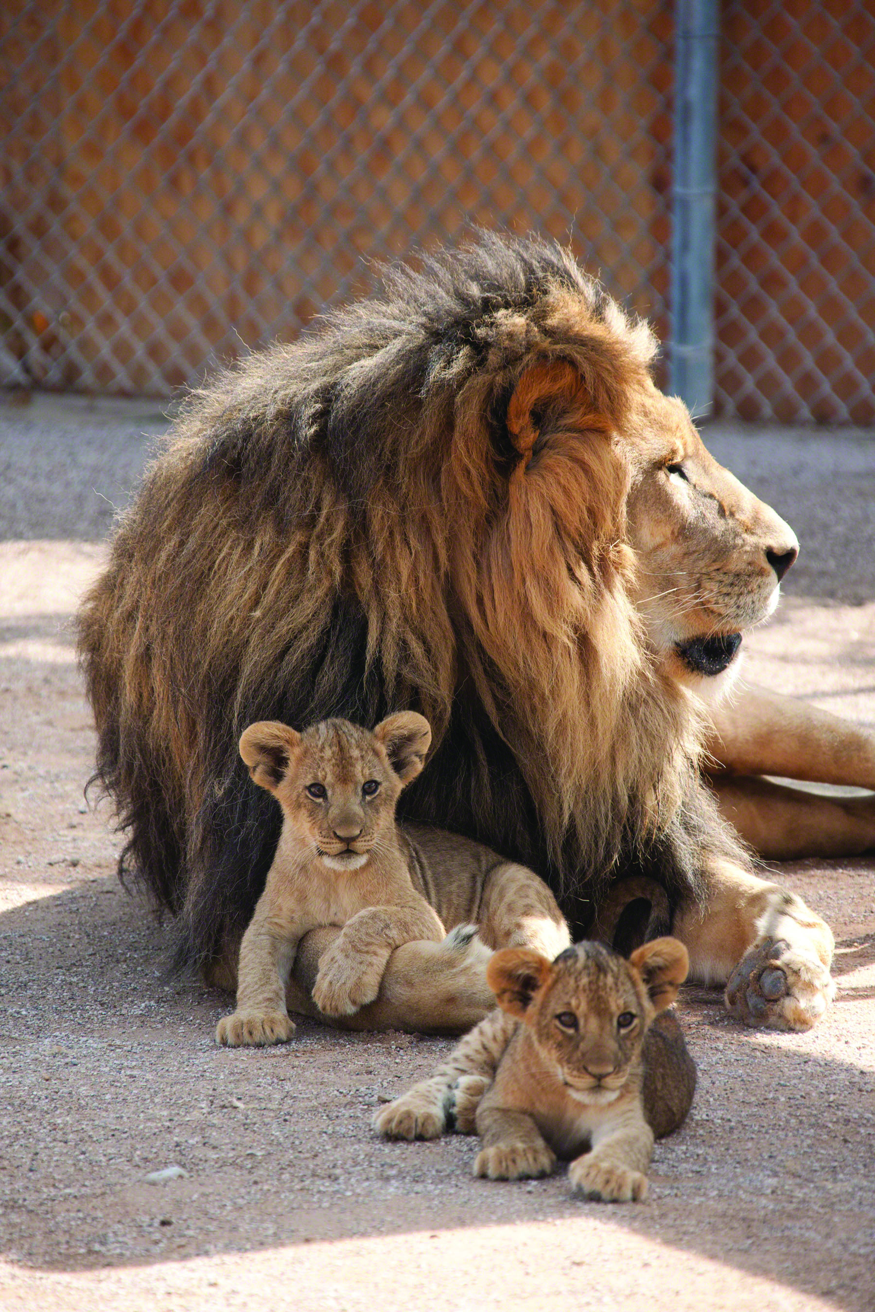 Curious about the lion age span when they live out in the wild? Learn how it significantly differs from those in captivity.
