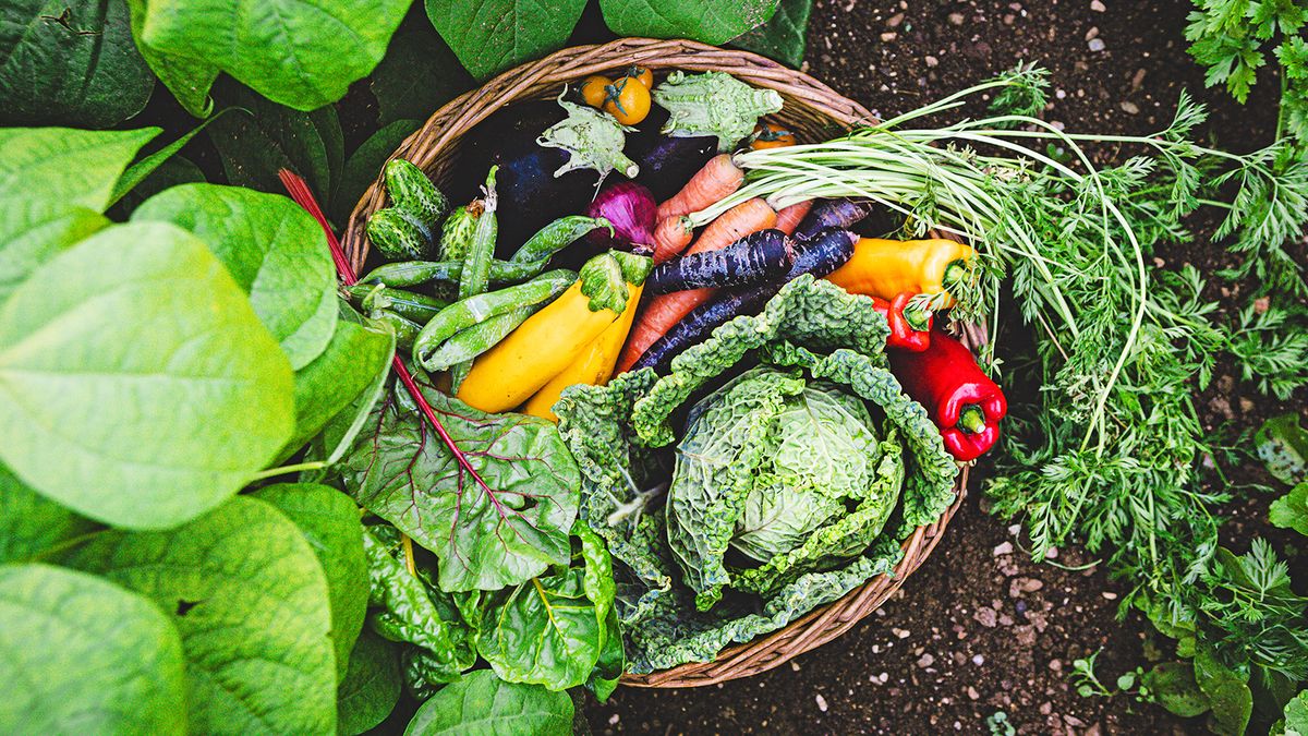 What Seeds To Start In January Zone 7 Top 10 Picks For Early Gardeners