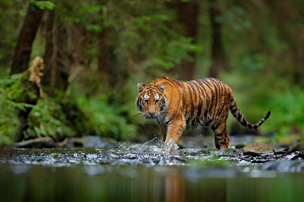 Tigers Storm Meaning Explained 7 Crucial Survival Steps Today