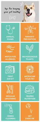Dovahpug Care Guide: Simple Tips For Keeping Your Pet Happy