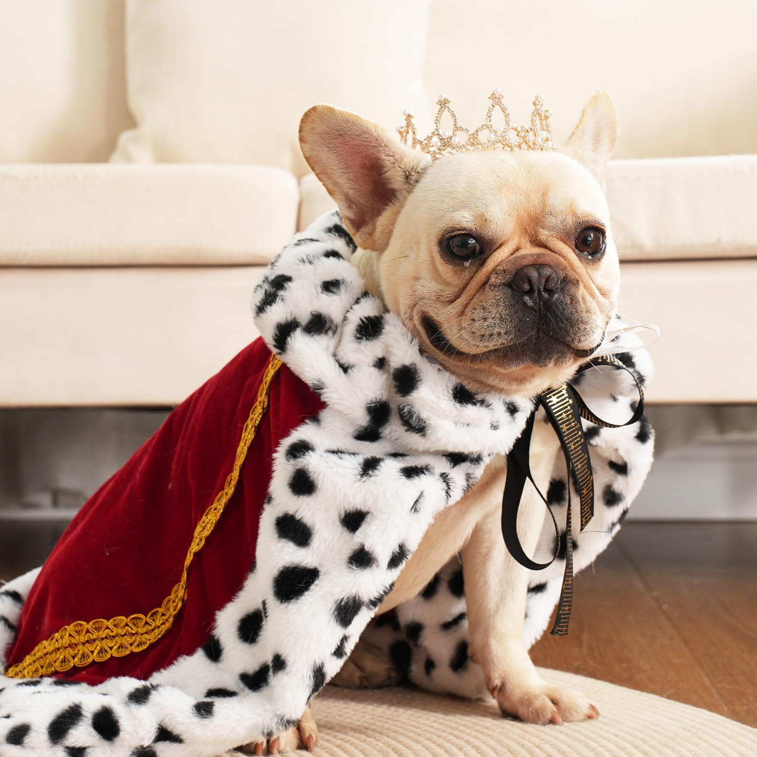 Top Royal Rags Costumes for Pets Find Your Favorite Style