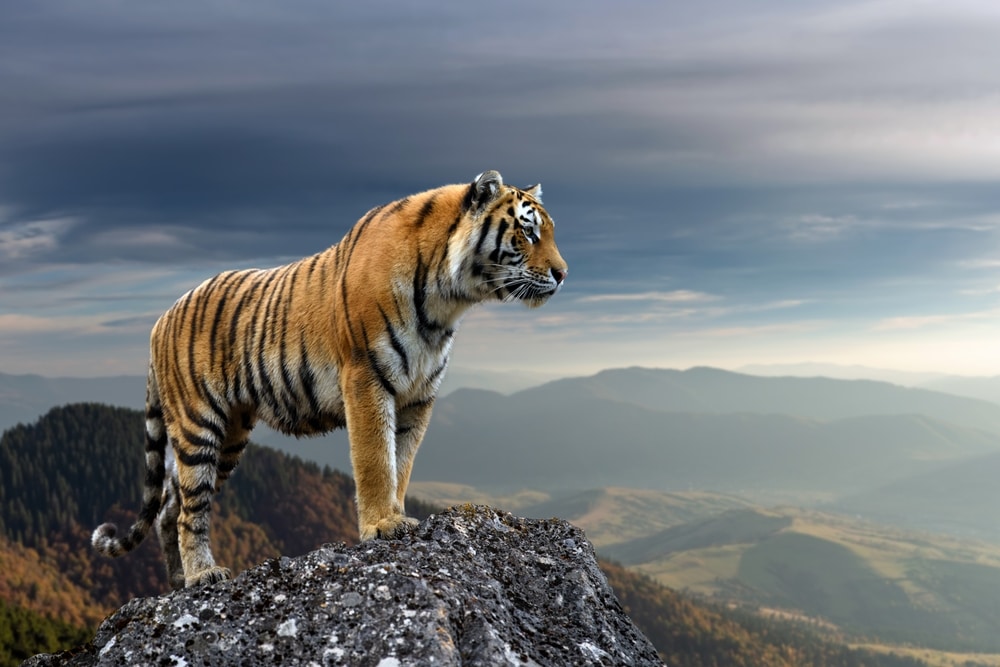 Tigers Storm Meaning Explained 7 Crucial Survival Steps Today