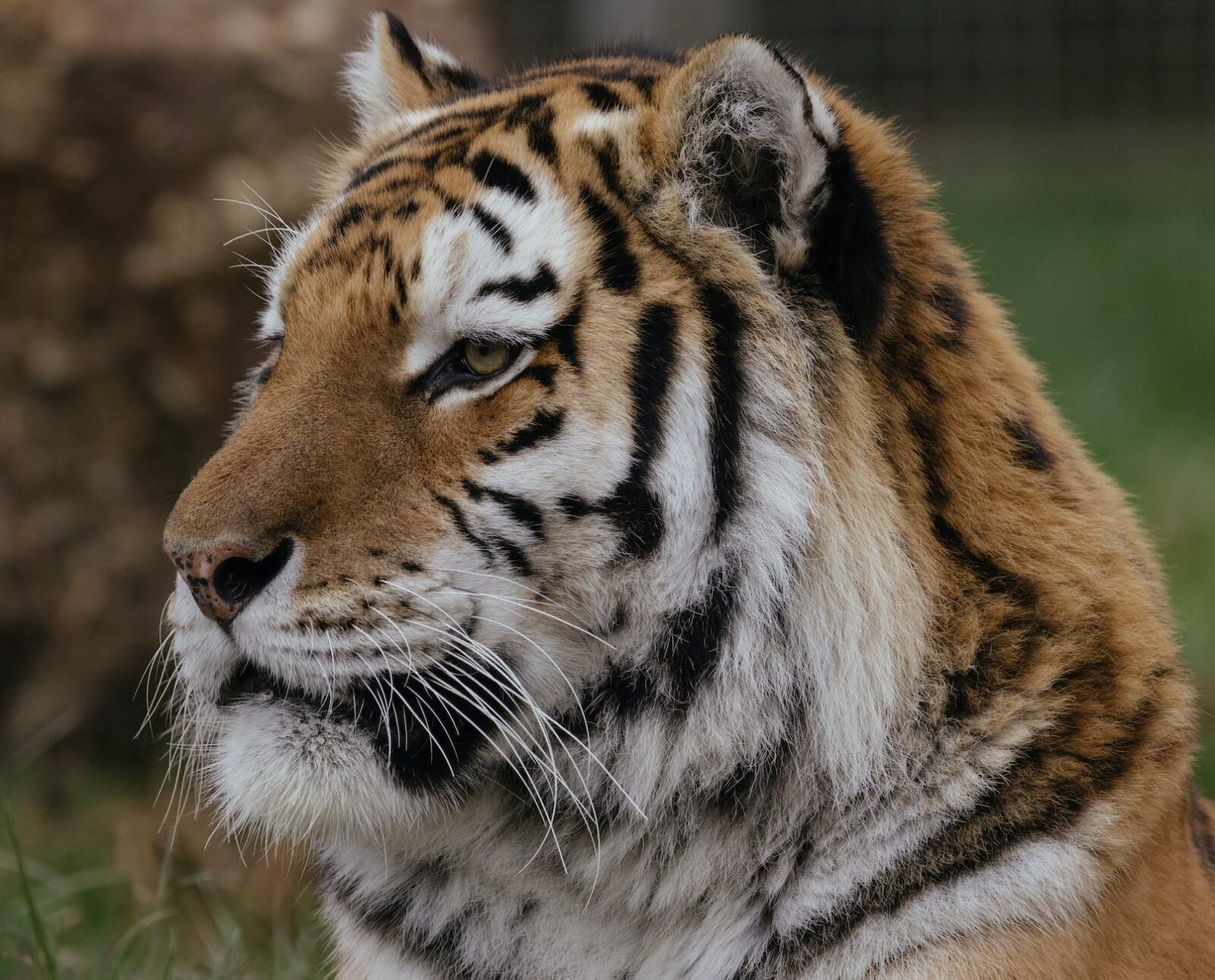 Tigers Storm Meaning Explained 7 Crucial Survival Steps Today