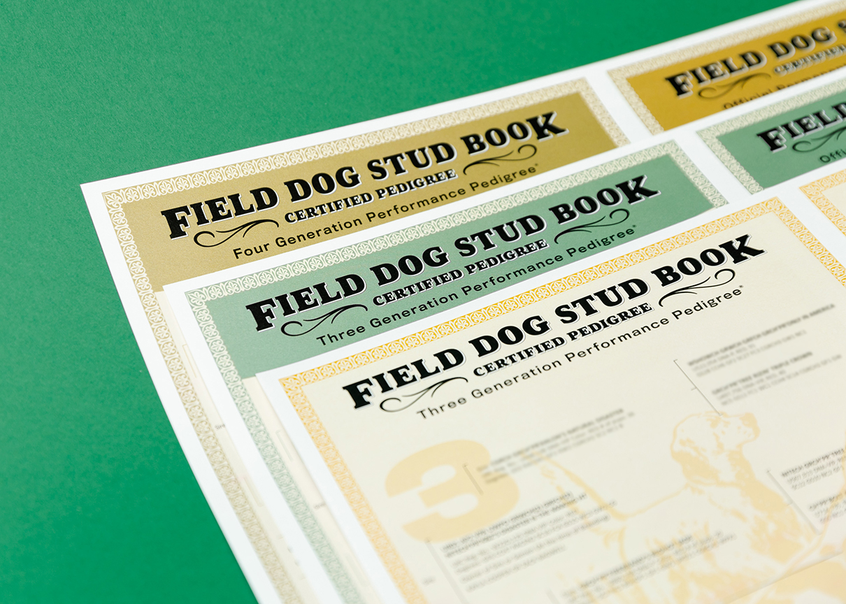 What is the Field Dog Stud Book? Essential Tips for Hunters