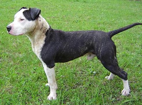 where to buy an irish staffordshire? best breeders revealed inside!