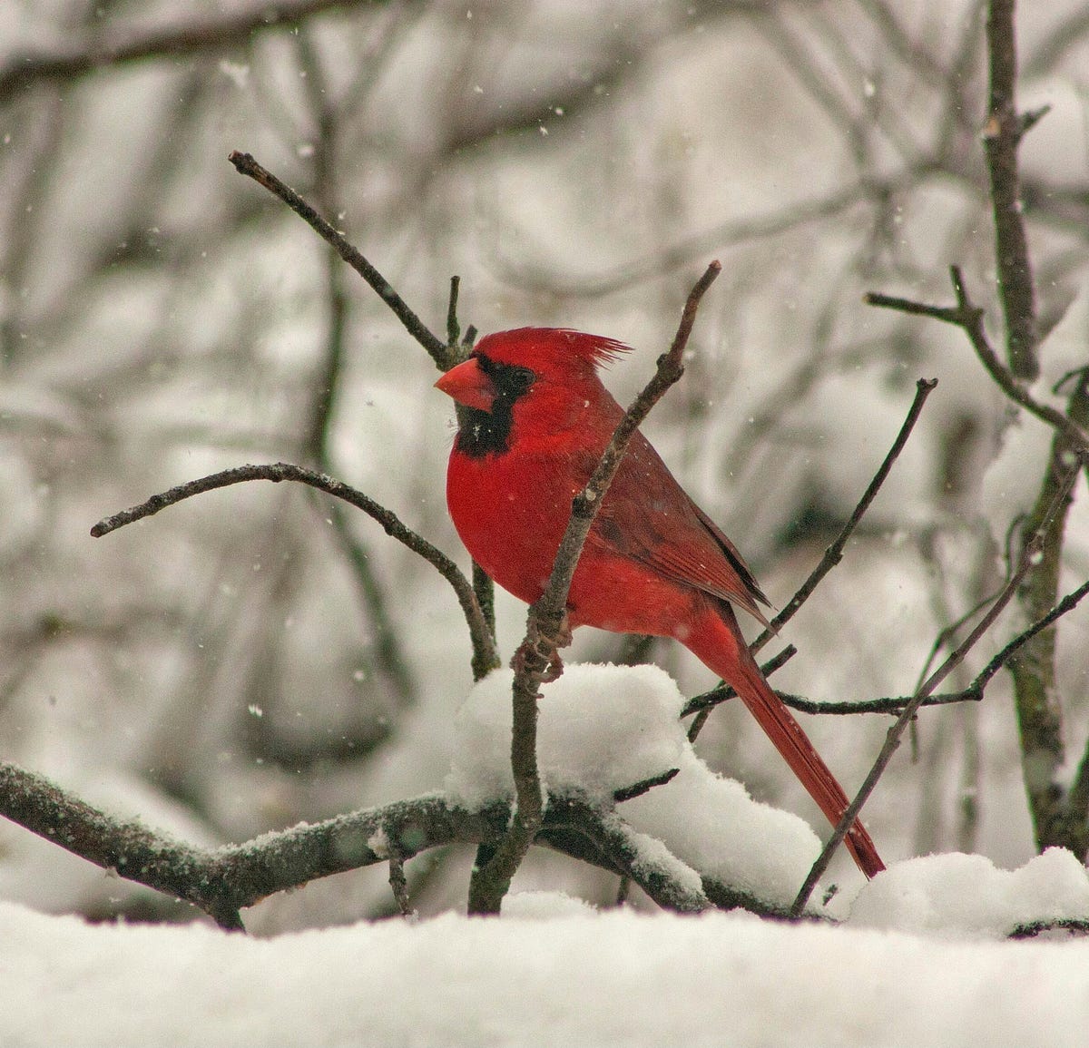 Why Cardinal Mascots Are So Popular: Discover Key Reasons Here