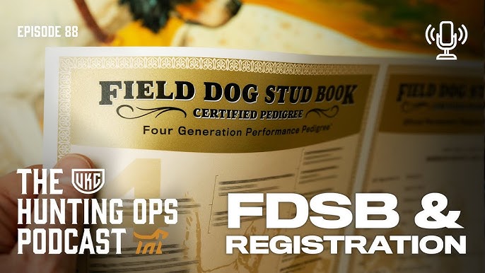 What is the Field Dog Stud Book? Essential Tips for Hunters