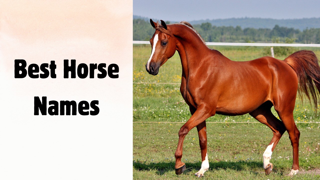 What Are Cool Spirit Riding Free Horse Names Discover 10 Unique Ideas Here