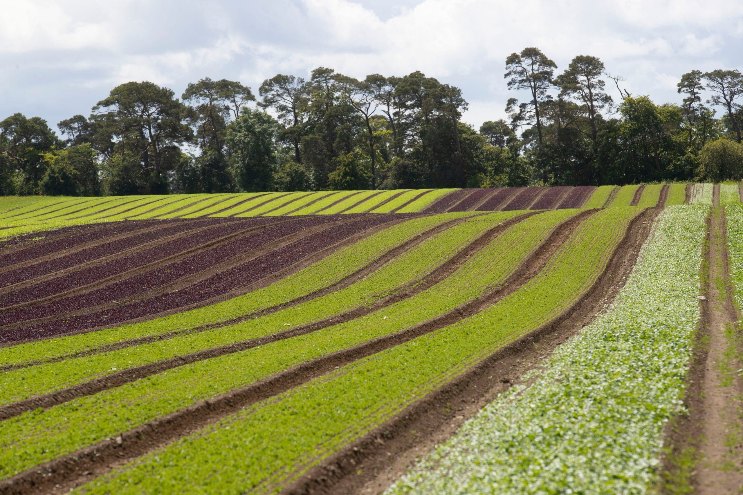 Why McCormack Farms is Great 5 Reasons to Visit This Season