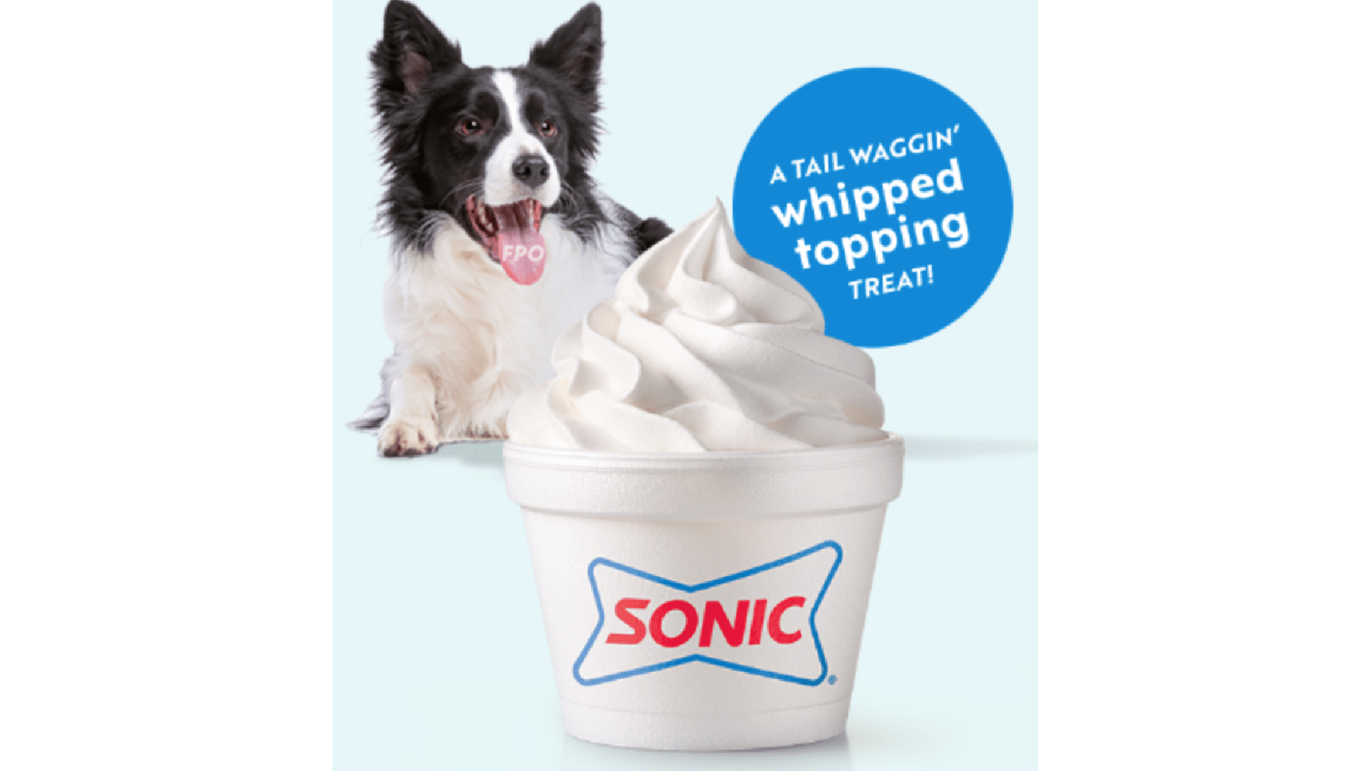 Sonic Wag Cup Benefits See Why Dogs Drink More Water