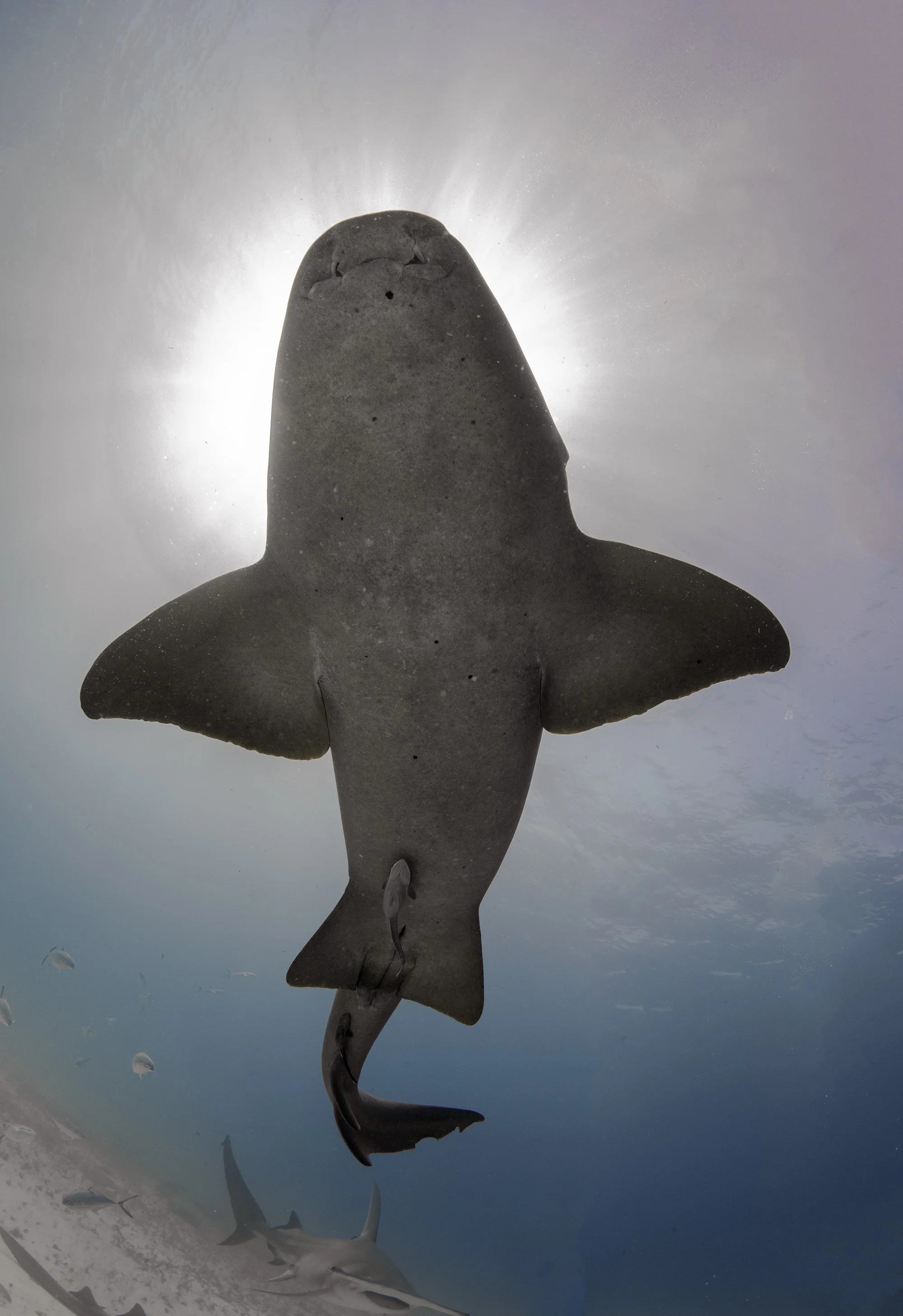 Bull Shark From Above Photos Best Places To See Them Easily