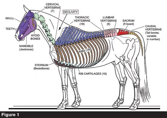 Role of horses rump in daily life explained simply and clearly