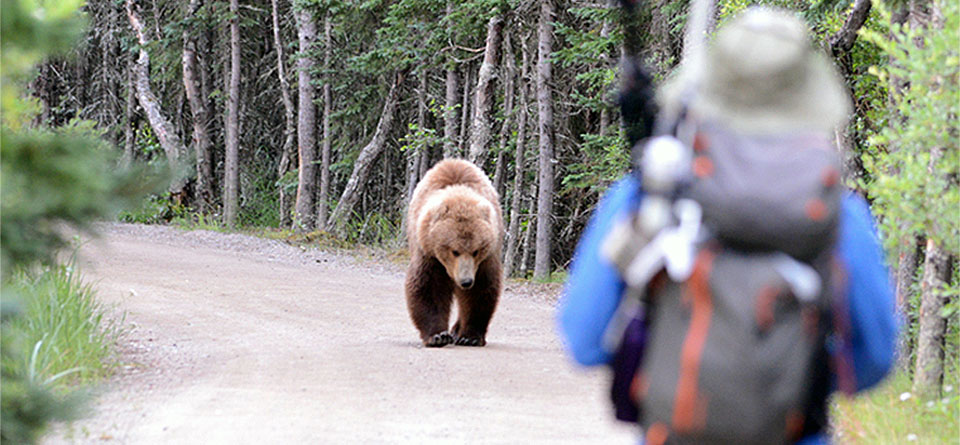 Wrestled a Bear 5 Essential Safety Tips Before Facing a Bear