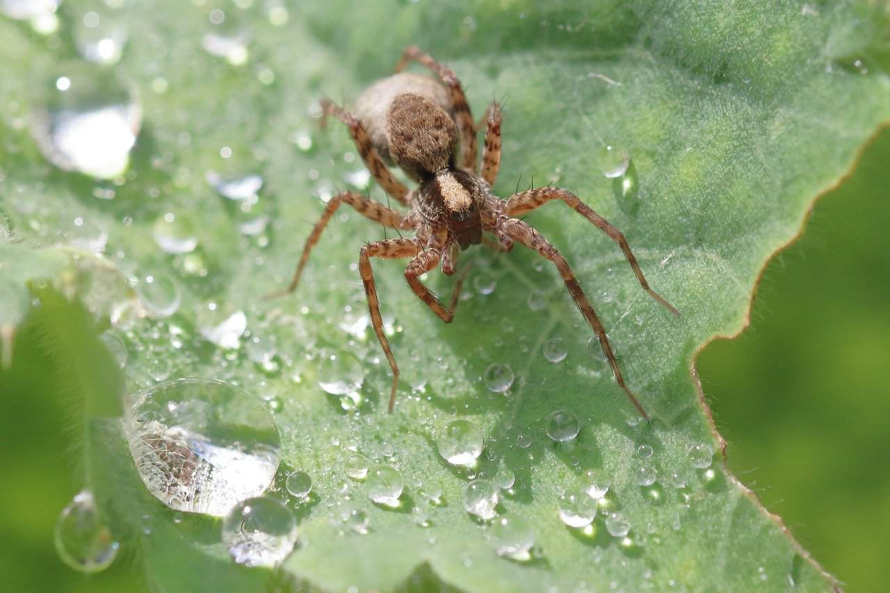 Where to Find St Louis Spiders Best Spots in the City