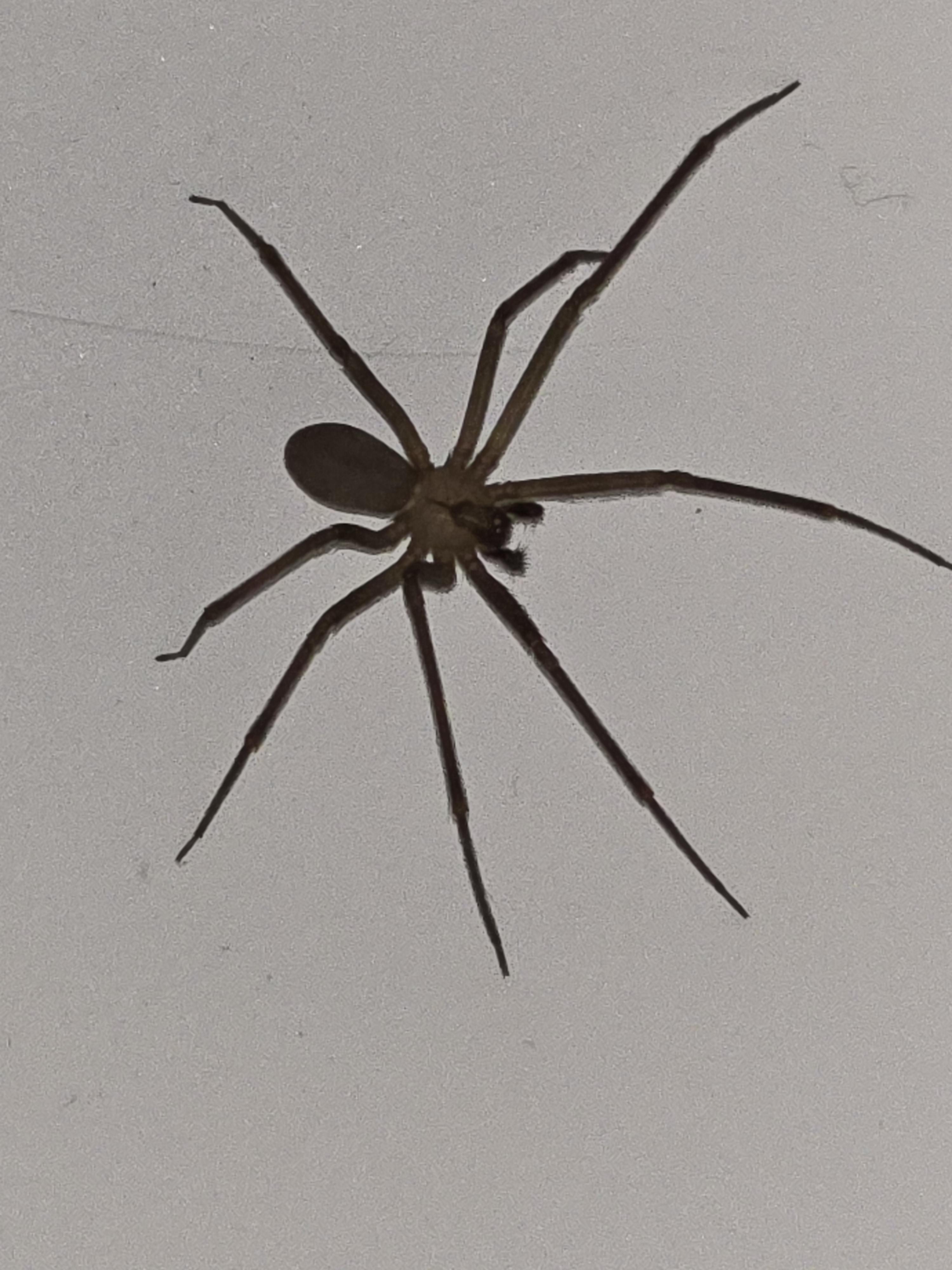 Where to Find St Louis Spiders Best Spots in the City