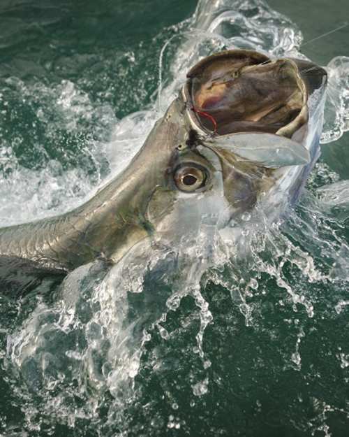 Best attractions near 500 palm ave boca grande fl? (Fun vacation ideas for everyone)