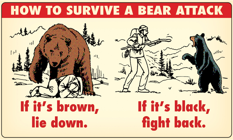 Wrestled a Bear 5 Essential Safety Tips Before Facing a Bear