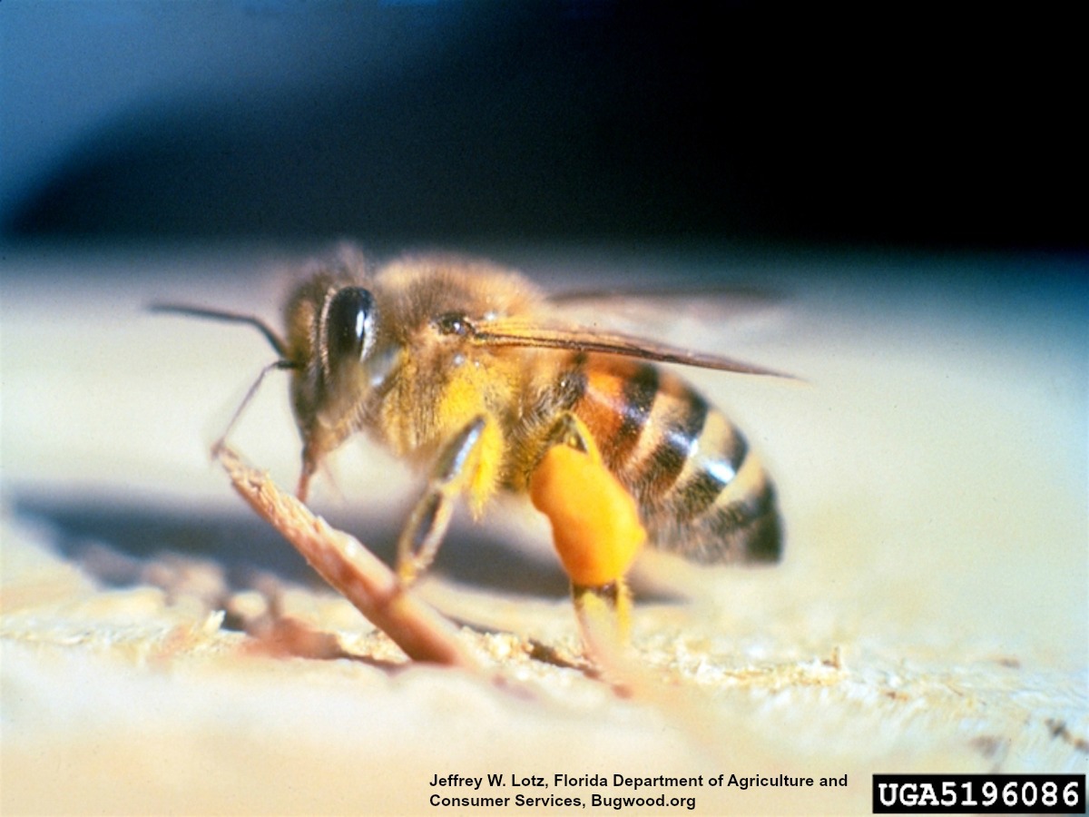 How To Spot Killer Bees Pictures: Safe Ways To Identify Them